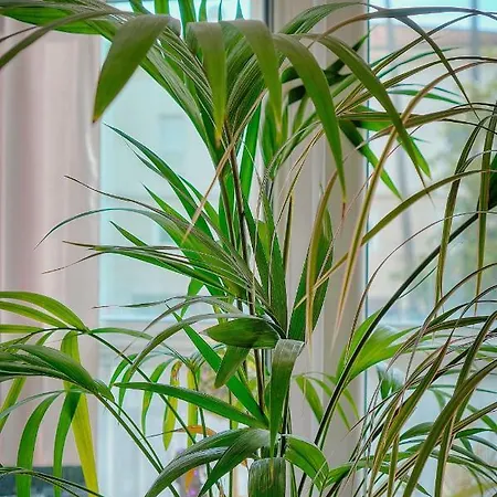 דירה Le - 2 Pieces - Loggia - Vca *